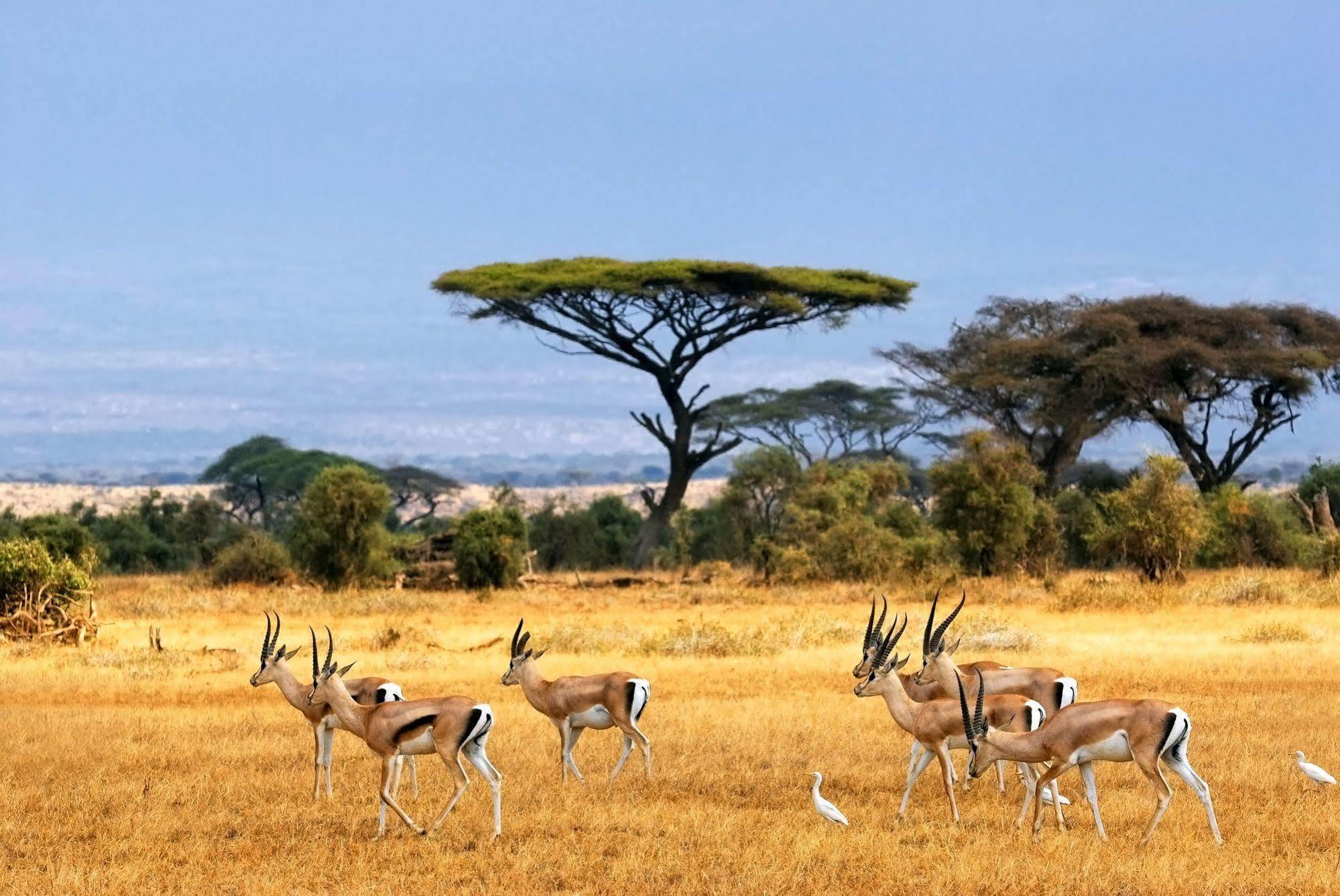 Africa Safari Camp Hotell Mloka Eksteriør bilde