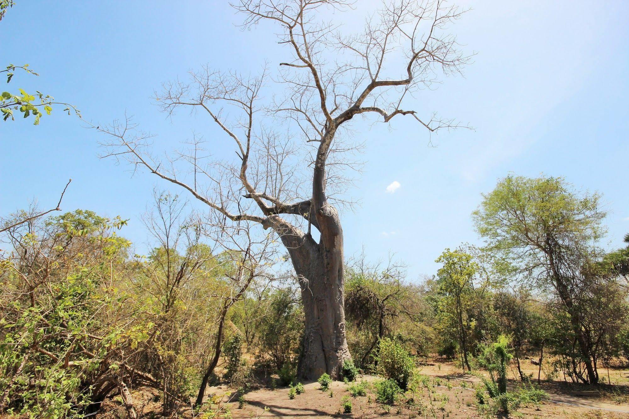 Africa Safari Camp Hotell Mloka Eksteriør bilde