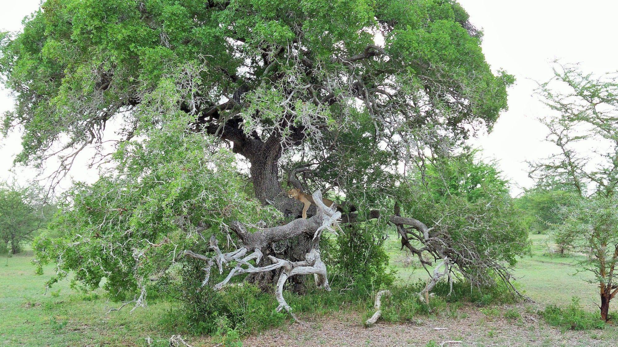 Africa Safari Camp Hotell Mloka Eksteriør bilde